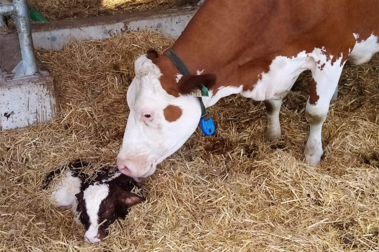 Mutterkuh mit Kalb im Stall